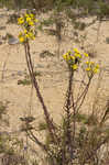 Maryland goldenaster